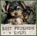 Best Friends 4 Ever!