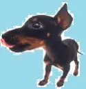 manchester terrier