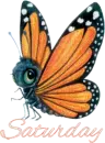 Saturday butterfly