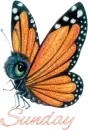 Sunday butterfly