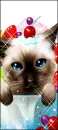 kitty