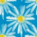 White Daisy Background