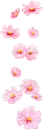 pink flowers