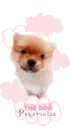 cute puup