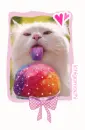 snow cone cat 
