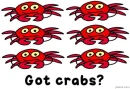 got crabs?