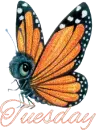 Tuesday butterfly