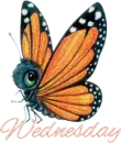 Wednesday butterfly