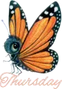 Thursday butterfly