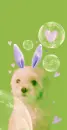 BUNNY PUPPY