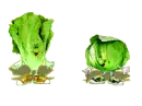 Dancing Vegetable
