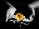 dark flower