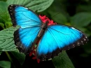 blue morfo