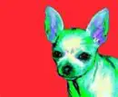 chihuahua background