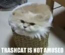 you dissapoint the trachcat...