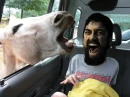 sparta hates donkeys