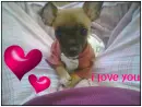 I love you dog