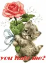 kitty hate...