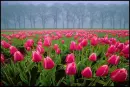 Tulipas