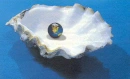 Ostra