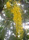 Cassia