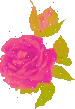 NYMPH FLOWER