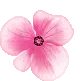 LIL PINK FLOWER