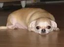 Girls palying dog