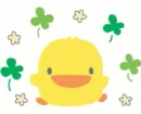 Cute piyo chick