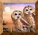 Owls