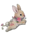 cute bunny