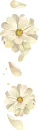 WHITE FLOWERS