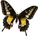 Swallowtail butterfly