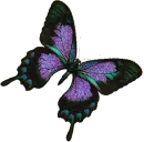 Black luna moth 