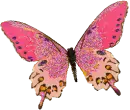 Pink leaf butterfly