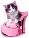 cat in pink shoe