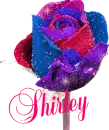 Shirley
