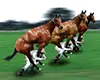 horse-race
