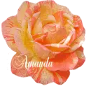 Amanda