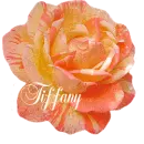 Tiffany