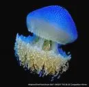 jelly fish