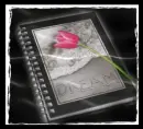 Dream