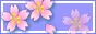 blue daisy