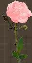 Pink Rose