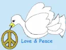 White peace Dove