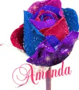 Amanda