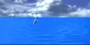dolphins