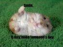 Cute hamster