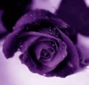 purple rose