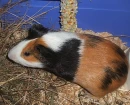 hamster